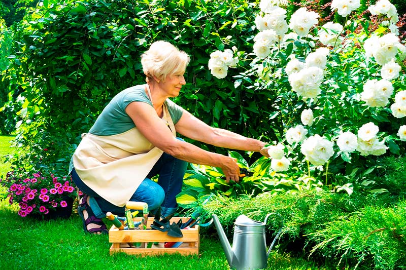 mujer arreglando el jardin