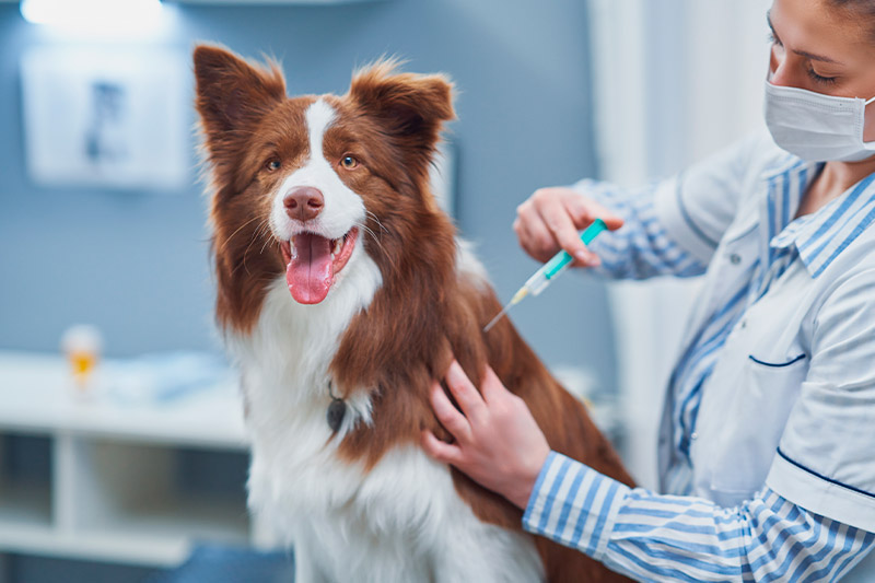 vacunacion de un perro