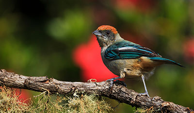 avistamiento de aves