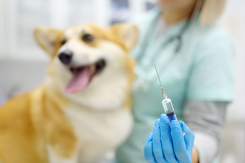 medico prepara para vacunar a la-mascota